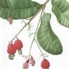 Anacardium humile
